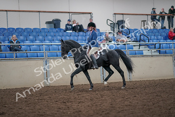 2019 Morgan Horse Show - Aug 31, 2019 - 16520