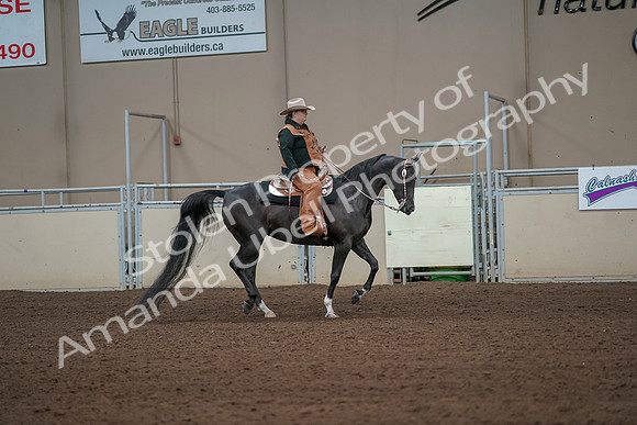 2019 Morgan Horse Show - Aug 31, 2019 - 06158