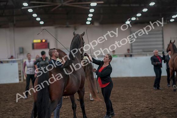 2019 Morgan Horse Show - Aug 31, 2019 - 03806