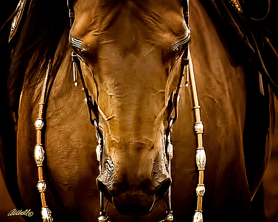 Arabians - 047