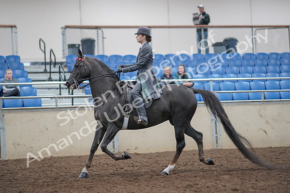2019 Morgan Horse Show - Aug 31, 2019 - 09281