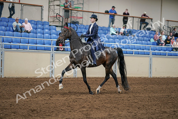 2020 - AB Morgan Horse - Sat, Sept 05 - 06273