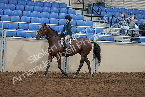 2020 - AB Morgan Horse - Sun, Sept 06 - 07905