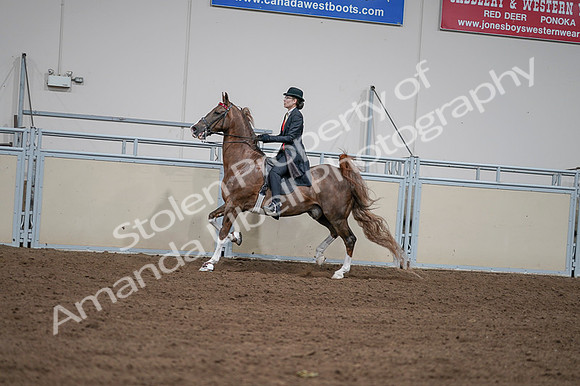 2020 - AB Morgan Horse - Fri, Sept 04 - 09611