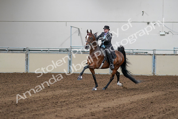 2020 - AB Morgan Horse - Sat, Sept 05 - 13134
