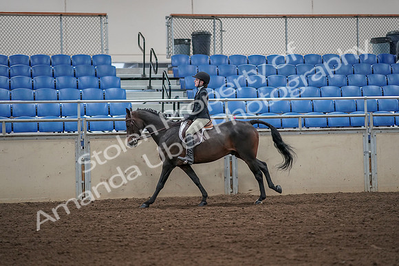 2019 Morgan Horse Show - Aug 31, 2019 - 05096