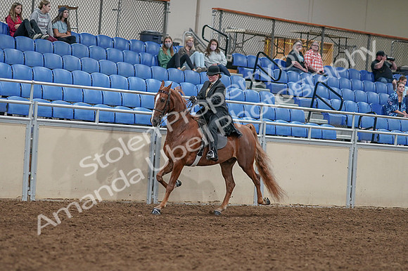 2020 - AB Morgan Horse - Fri, Sept 04 - 11429