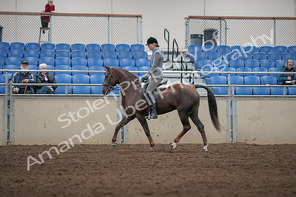 2019 Morgan Horse Show - Aug 31, 2019 - 07265