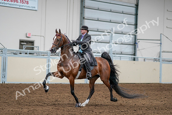 2020 - AB Morgan Horse - Sat, Sept 05 - 13165