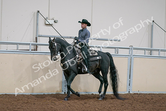 2020 - AB Morgan Horse - Fri, Sept 04 - 08529
