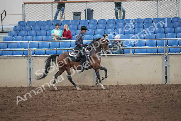 2019 Morgan Horse Show - Aug 31, 2019 - 06151
