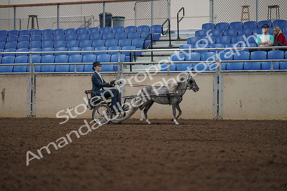 2019 Morgan Horse Show - Aug 31, 2019 - 04511