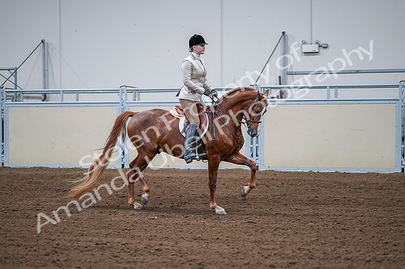 2020 - AB Morgan Horse - Fri, Sept 04 - 01830