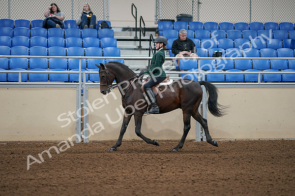 2020 - AB Morgan Horse - Fri, Sept 04 - 03950