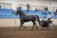 2019 Morgan Horse Show - Aug 31, 2019 - 04629