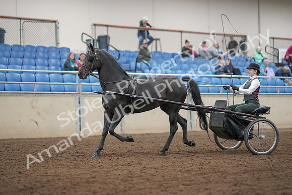 2019 Morgan Horse Show - Aug 31, 2019 - 04629