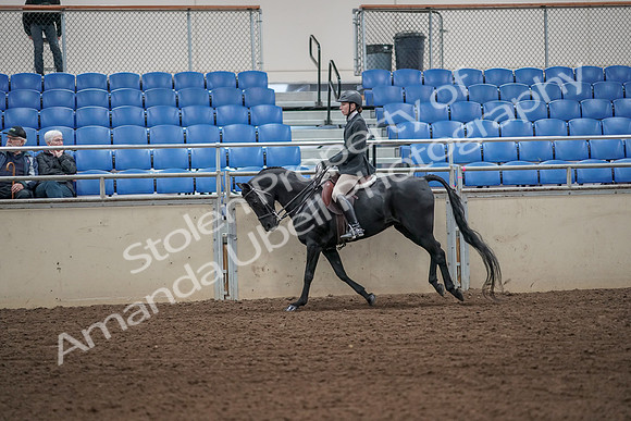 2019 Morgan Horse Show - Aug 31, 2019 - 05062