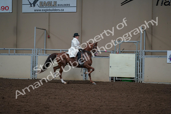 2019 Morgan Horse Show - Aug 31, 2019 - 17940