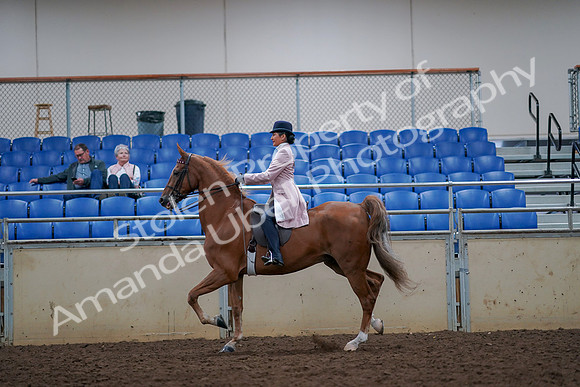 2019 Morgan Horse Show - Aug 30, 2019 - 21388