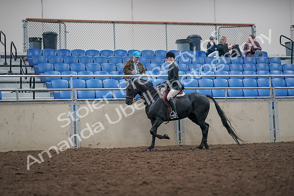 2019 Morgan Horse Show - Aug 31, 2019 - 14856