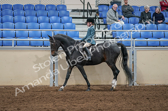 2020 - AB Morgan Horse - Fri, Sept 04 - 07734