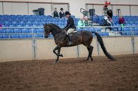 2019 Morgan Horse Show - Aug 30, 2019 - 19858