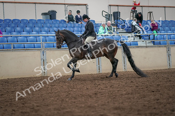 2019 Morgan Horse Show - Aug 30, 2019 - 19858