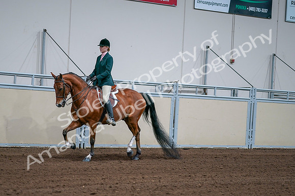 2020 - AB Morgan Horse - Fri, Sept 04 - 01584