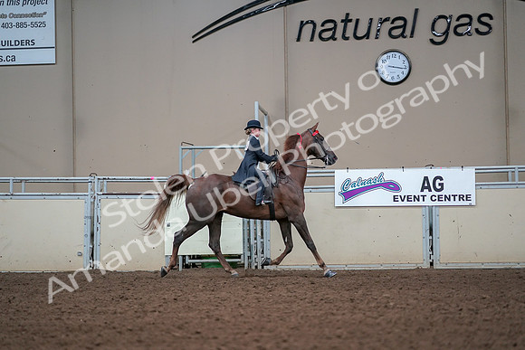 2019 Morgan Horse Show - Aug 30, 2019 - 17984