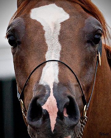 Arabians - 083