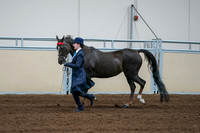 2020 - AB Morgan Horse - Fri, Sept 04 - 00679