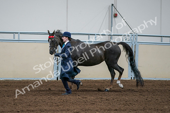 2020 - AB Morgan Horse - Fri, Sept 04 - 00679