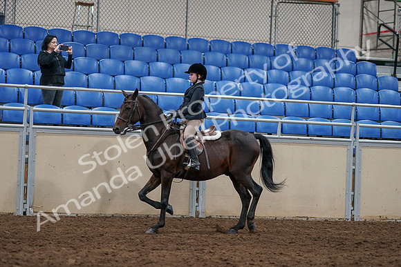 2020 - AB Morgan Horse - Sun, Sept 06 - 07818