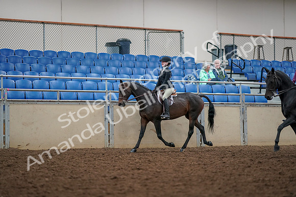 2019 Morgan Horse Show - Aug 30, 2019 - 23323