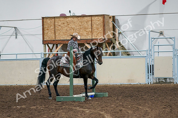 2020 - AB Morgan Horse - Fri, Sept 04 - 00354