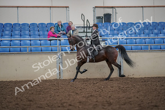 2019 Morgan Horse Show - Aug 30, 2019 - 27952