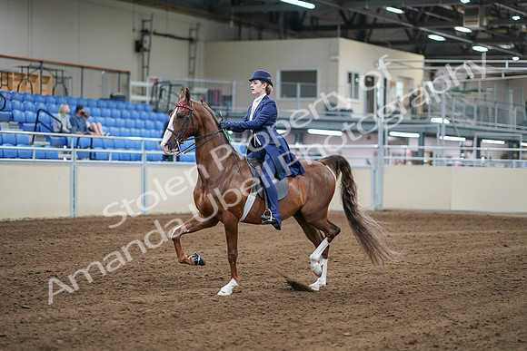 2020 - AB Morgan Horse - Sat, Sept 05 - 06076