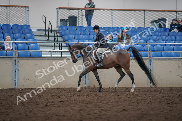 2019 Morgan Horse Show - Aug 31, 2019 - 15934