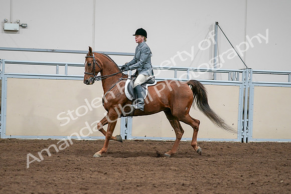 2020 - AB Morgan Horse - Sat, Sept 05 - 03037