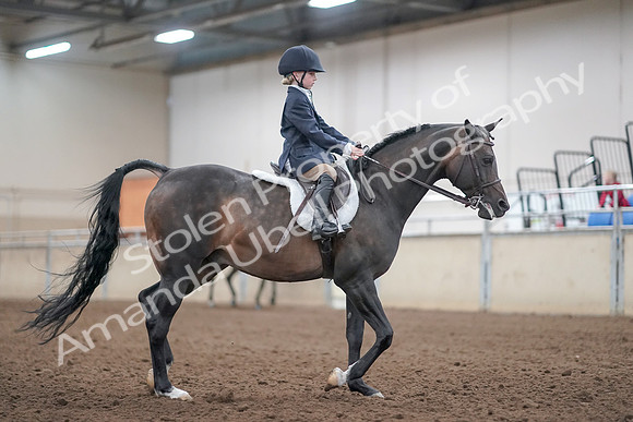 2019 Morgan Horse Show - Aug 31, 2019 - 19574