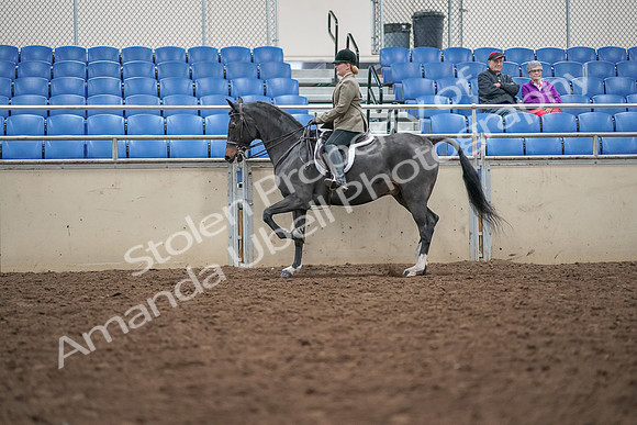 2019 Morgan Horse Show - Aug 30, 2019 - 20293