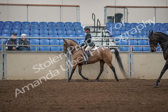 2019 Morgan Horse Show - Aug 31, 2019 - 04845