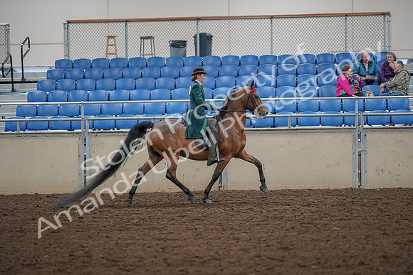 2019 Morgan Horse Show - Aug 30, 2019 - 28140