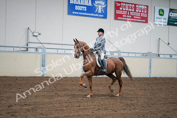 2020 - AB Morgan Horse - Sat, Sept 05 - 03279