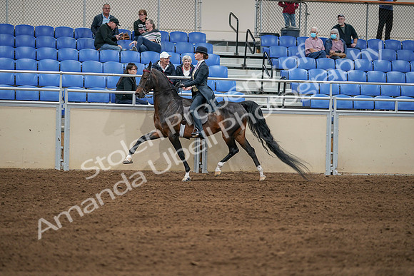 2020 - AB Morgan Horse - Sat, Sept 05 - 06311
