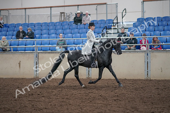 2019 Morgan Horse Show - Aug 31, 2019 - 09513