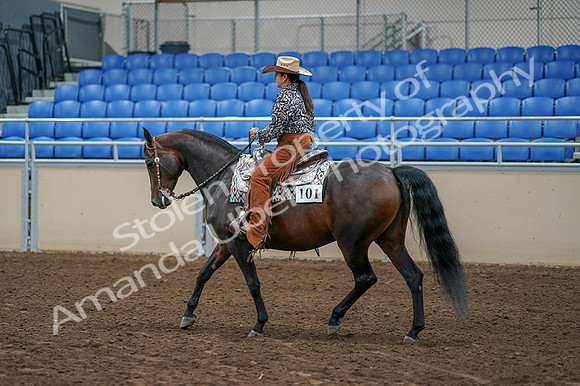 2020 - AB Morgan Horse - Fri, Sept 04 - 00085