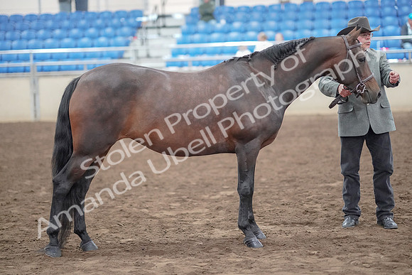 2019 Morgan Horse Show - Aug 31, 2019 - 03782
