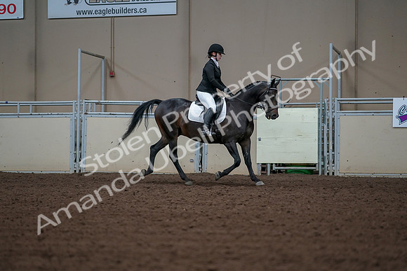 2019 Morgan Horse Show - Aug 30, 2019 - 18531