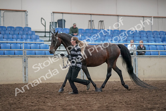 2019 Morgan Horse Show - Aug 31, 2019 - 03668
